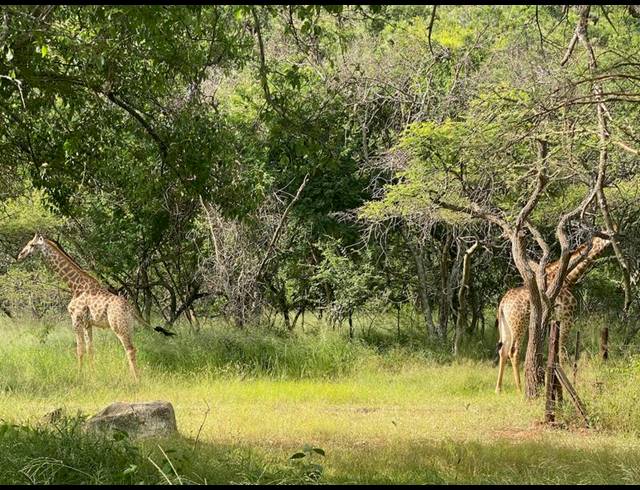 LAND FOR SALE IN LYDENBURG RURAL